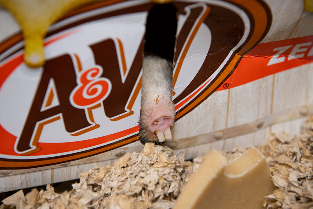 Mole rat pokes his head out of soda box