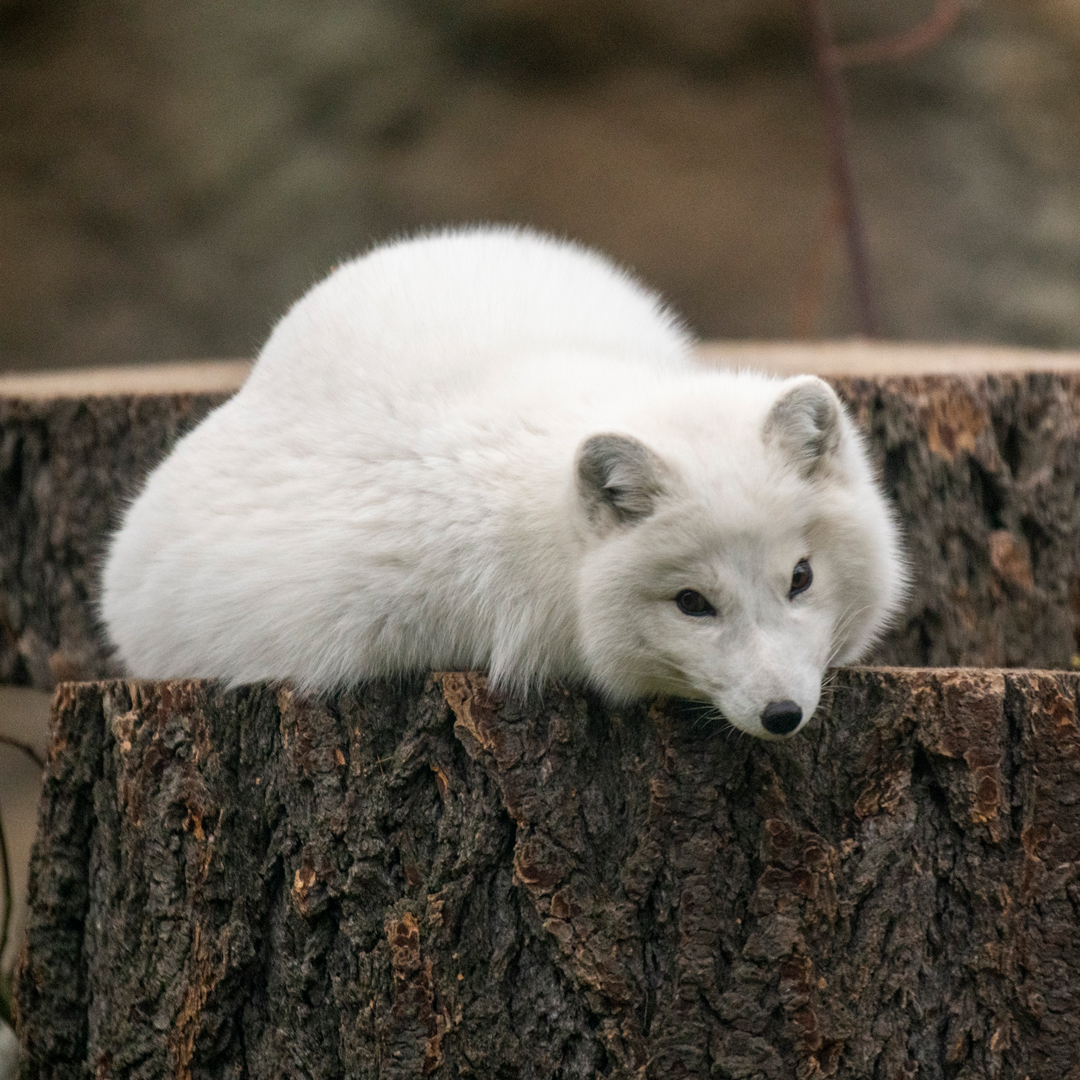 5 Animals Ready for the Winter Cold | Point Defiance Zoo & Aquarium