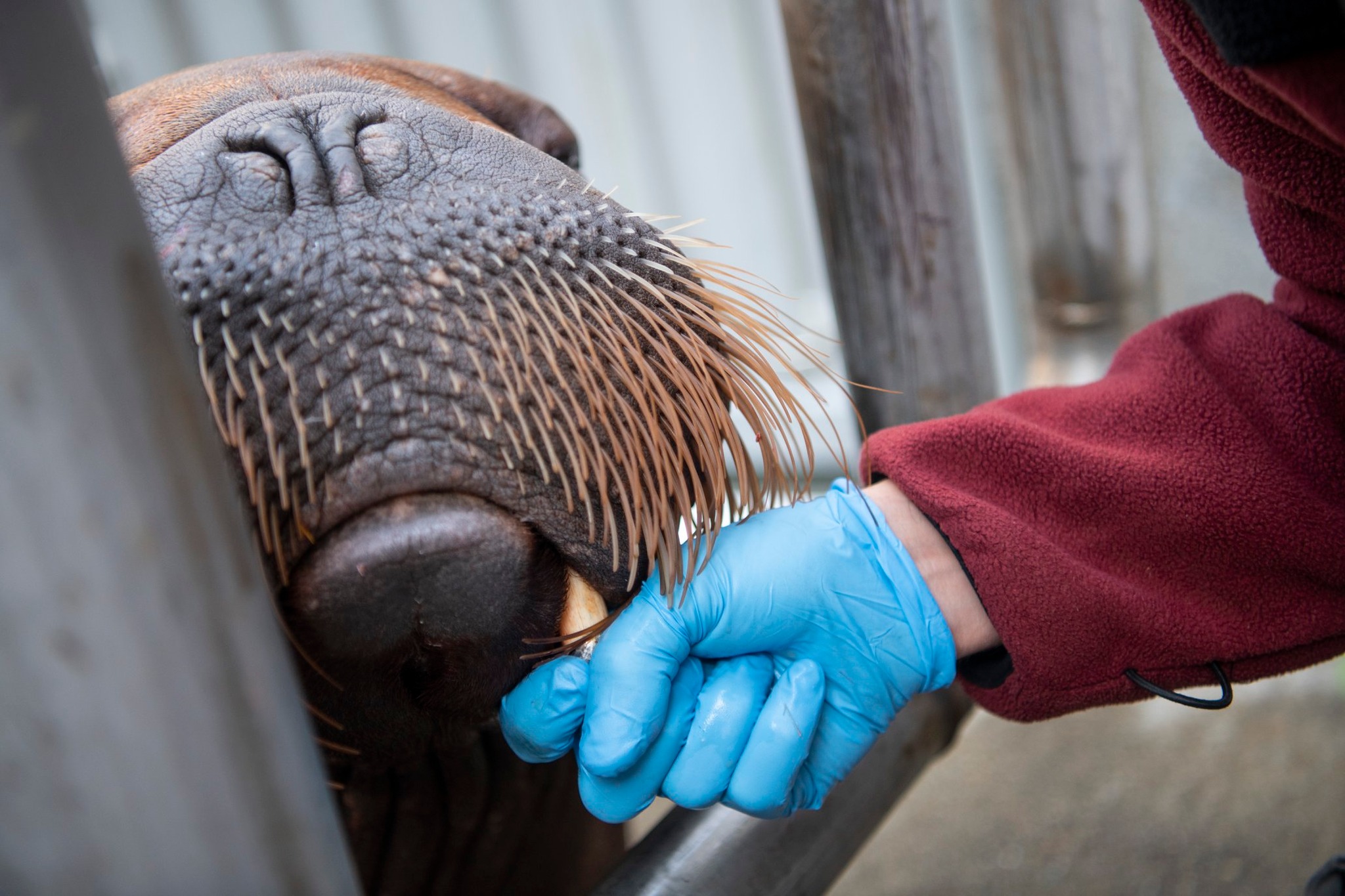 Walrus Lakina Gets A Protective Tusk Crown - Point Defiance Zoo & Aquarium