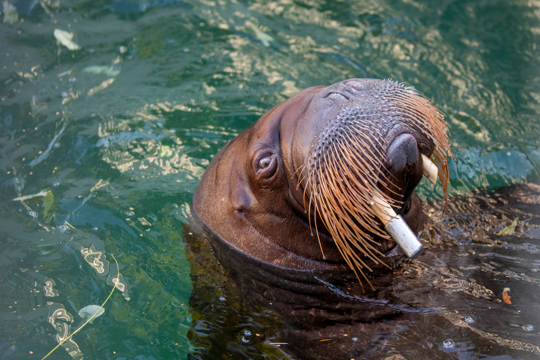 New Walruses Arrive - Point Defiance Zoo & Aquarium