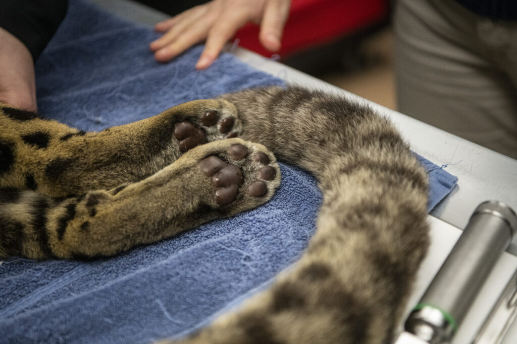 Clouded leopard paws during a routine wellness exam at Point Defiance Zoo and Aquarium.