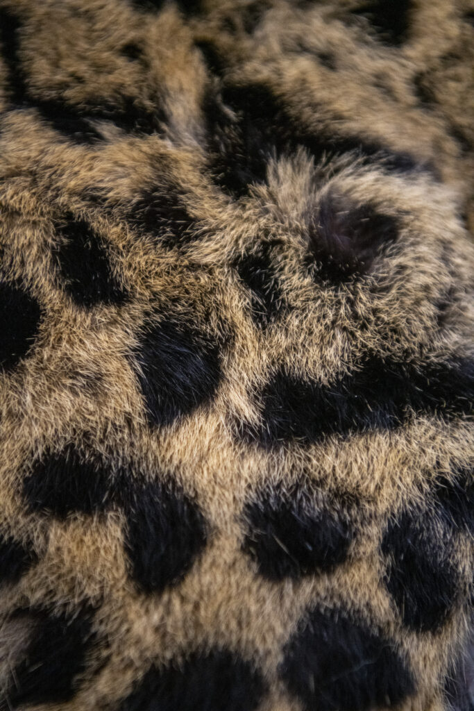 Close up of clouded leopard fur.