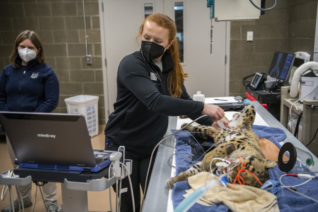 Vet team performs ultrasound to check clouded leopard's kidneys and other internal organs at Point Defiance Zoo & Aquarium.
