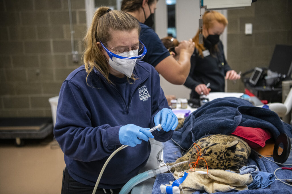 Vet tech preparing to give clouded leopard dental cleaning.
