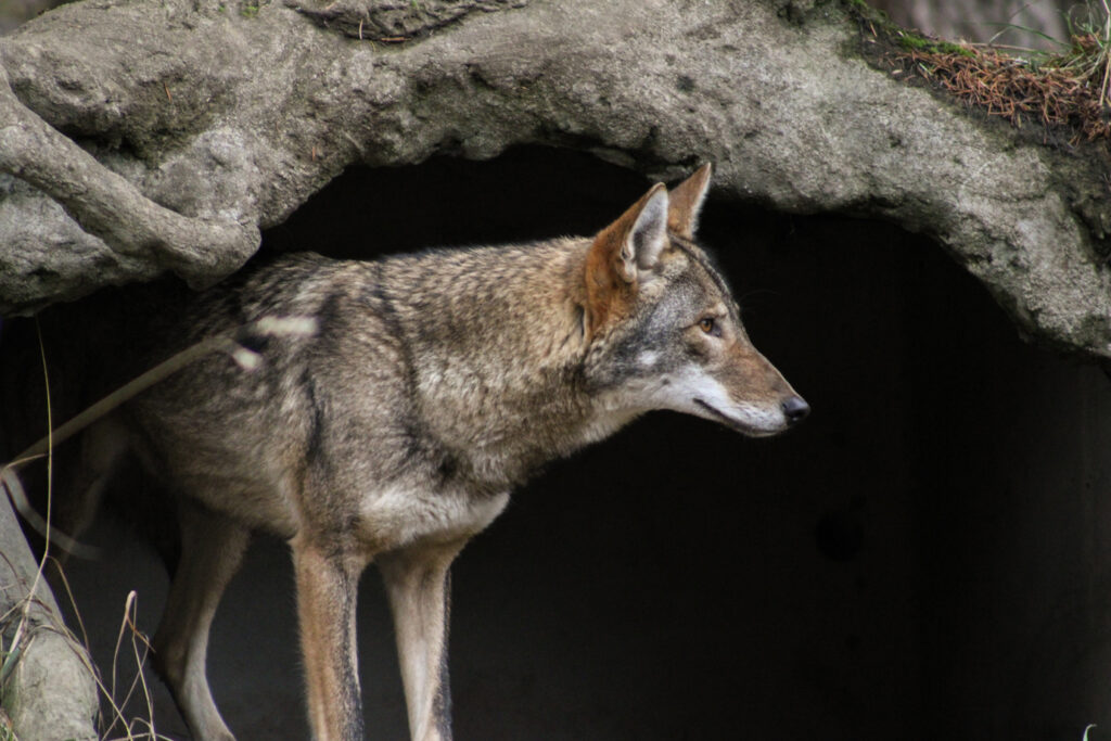Endangered American red wolf Peat Photo by Noa Oden