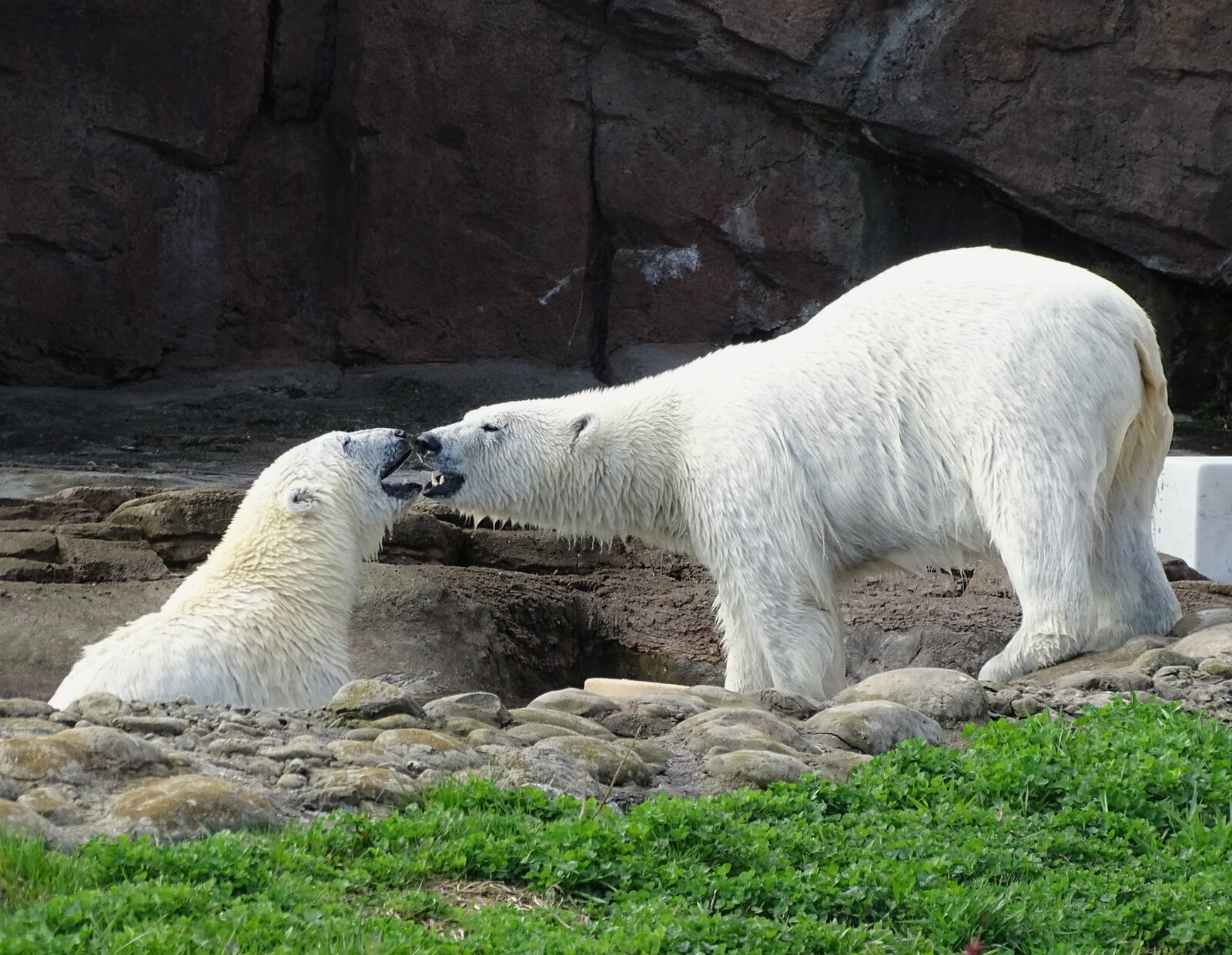 Point Defiance Zoo Welcoming New Polar Bears in Spring 2023