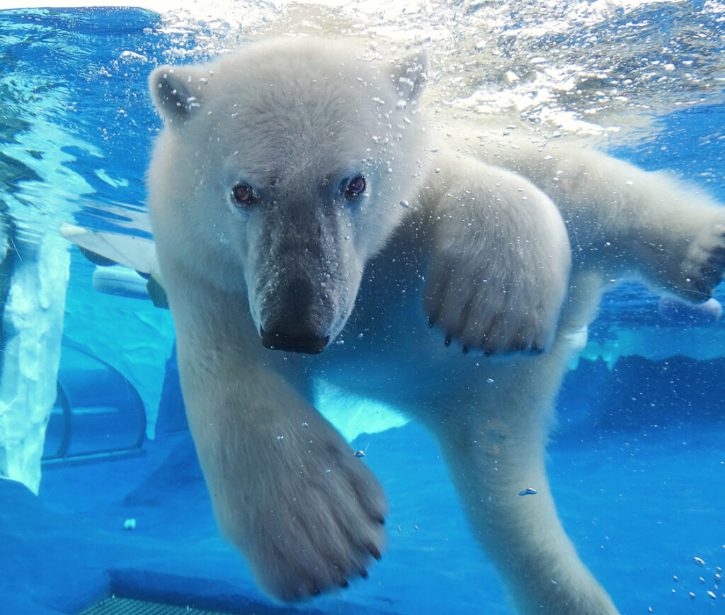 polar bear Laerke swimming