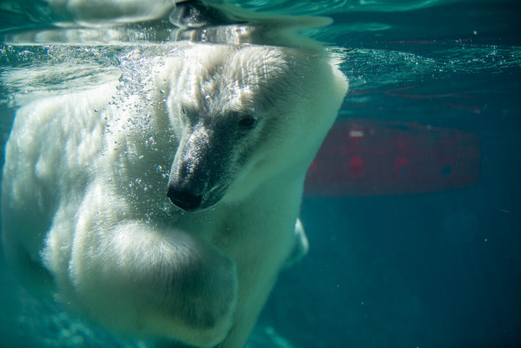 polar bear astra swimming