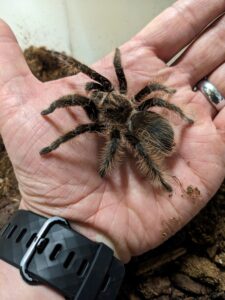 curlyhair tarantula in keepers hand