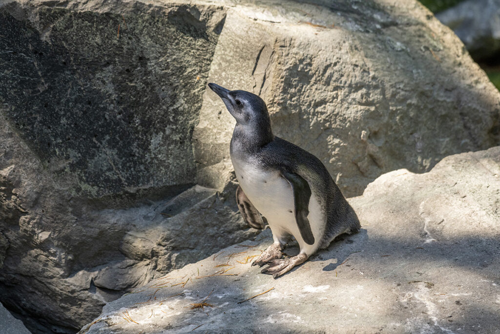 penguin stands alone