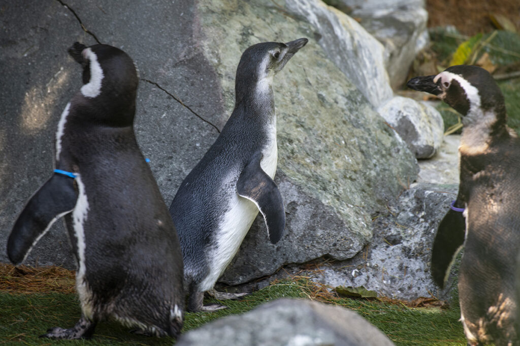 penguins stand together