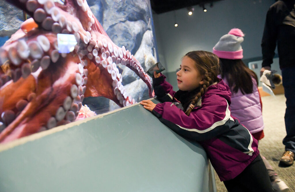 Young girl next to aquarium tank looking at octopus