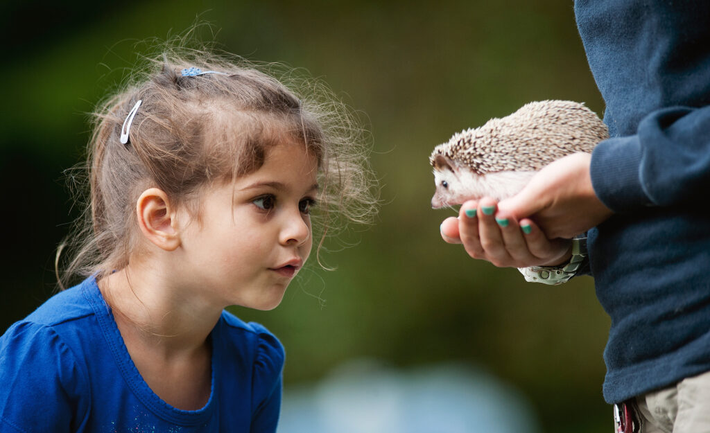 young girl upclose with a hedgehog