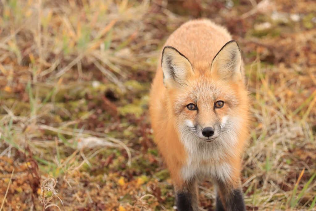 Zach spots a red fox in Churchill, Manitoba