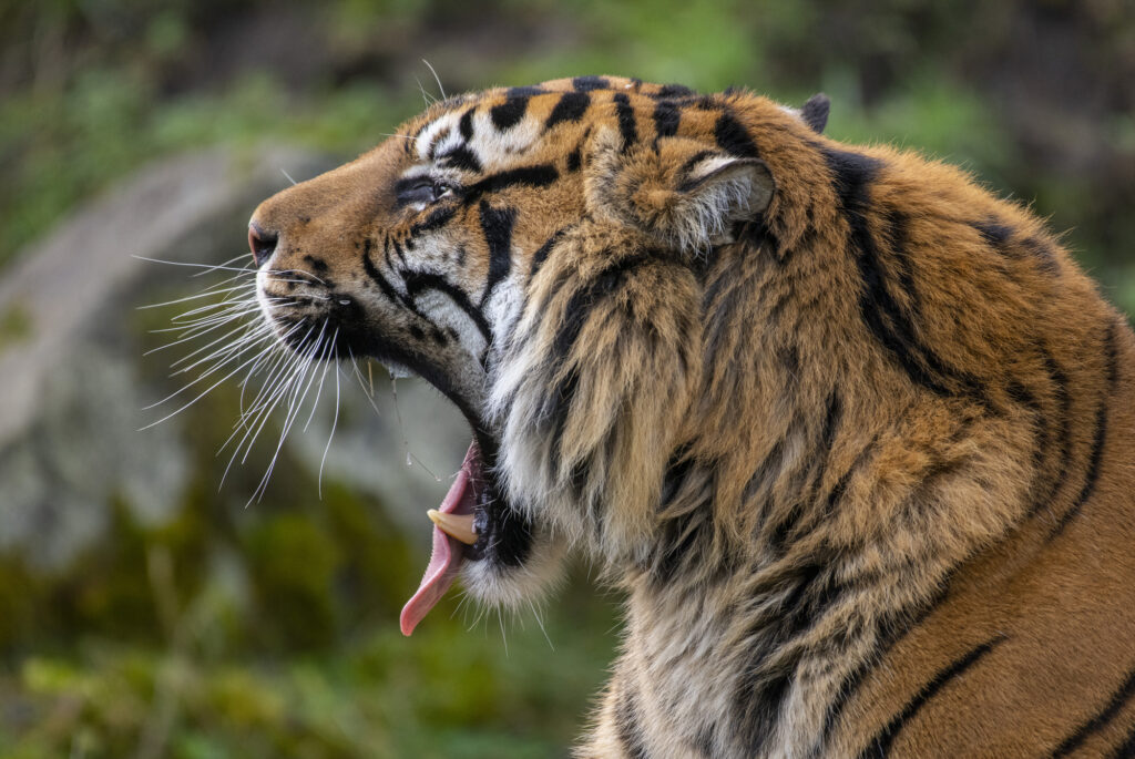 Sumatran tiger Sanjiv yawns during his debut at Point Defiance Zoo. 
