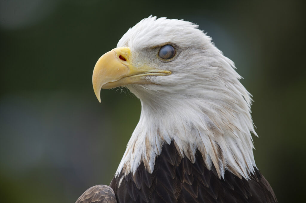 Bald eagle Tahoma blinks her extra eyelid (a nictitating membrane) during a close encounter. 