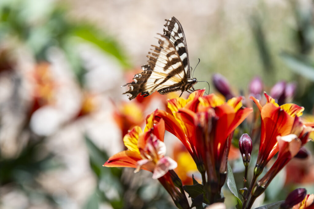 A swallowtail butterfly on an Alstromeria plant.