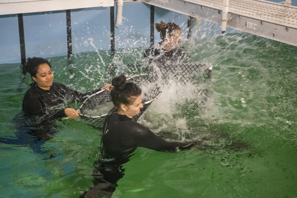 Aquarists get splashed while catching a whitetip reef shark during a health exam. 