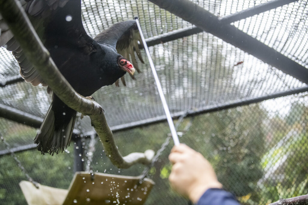 Ruby V the turkey vulture during a rainy training session.