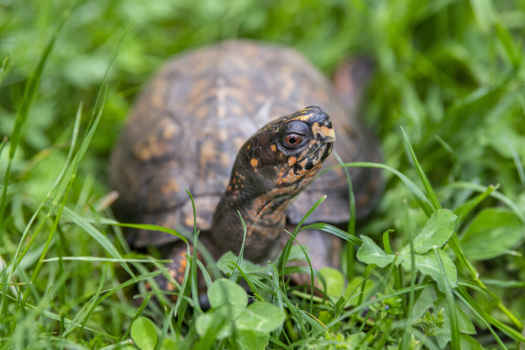 Eastern box turtle Mover takes in the surroundings at a close encounter at Critter Corner.
