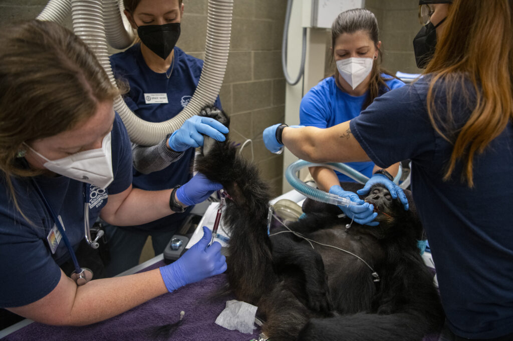 Veterinary staff take care of siamang Dudlee during an exam. 