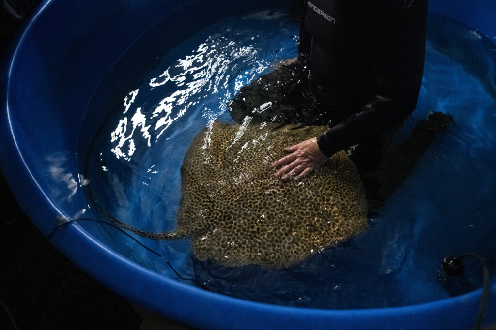 Assistant Curator Marc cares for an Australian whipray during a health exam. 