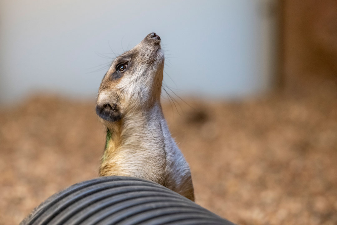 meerkat