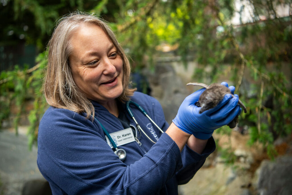 penguin chick exam