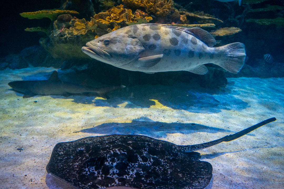 Potato grouper, blotched fantail ray