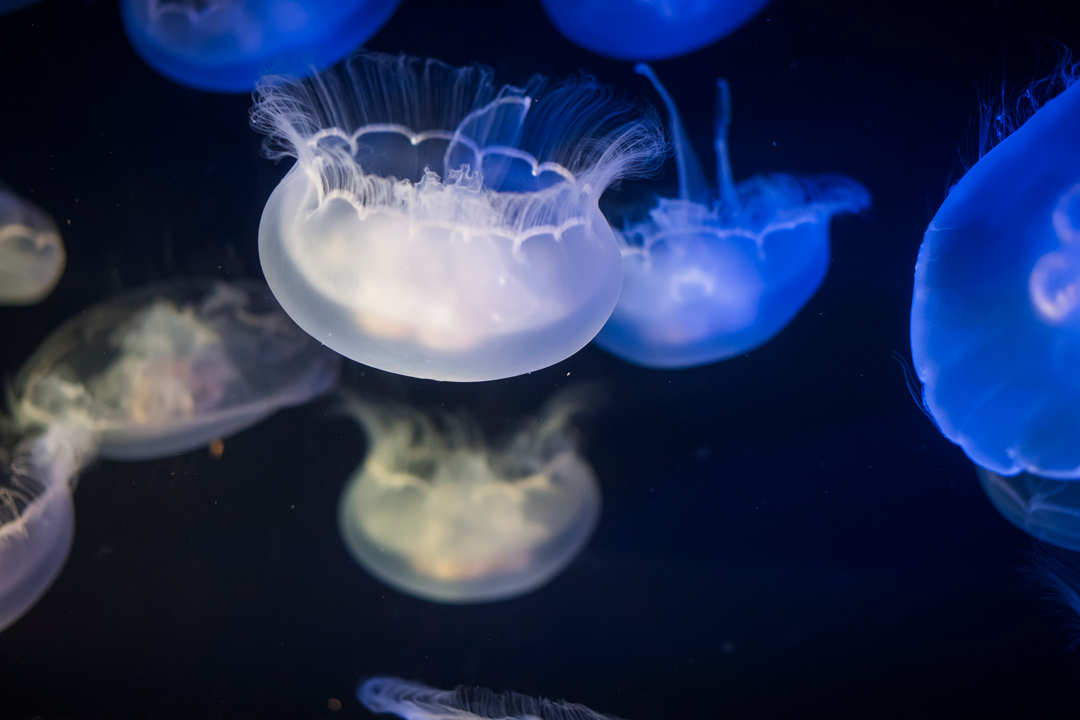 Moonjellies