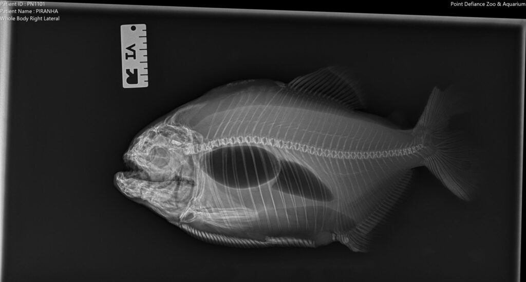 radiograph / xray of piranha