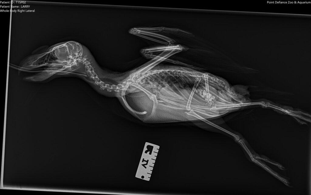 radiograph / xray of puffin