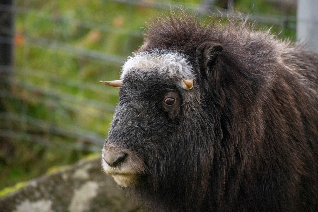 Muskox Pretzel