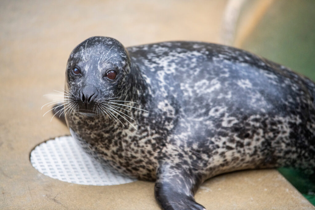 Harbor seal Riley