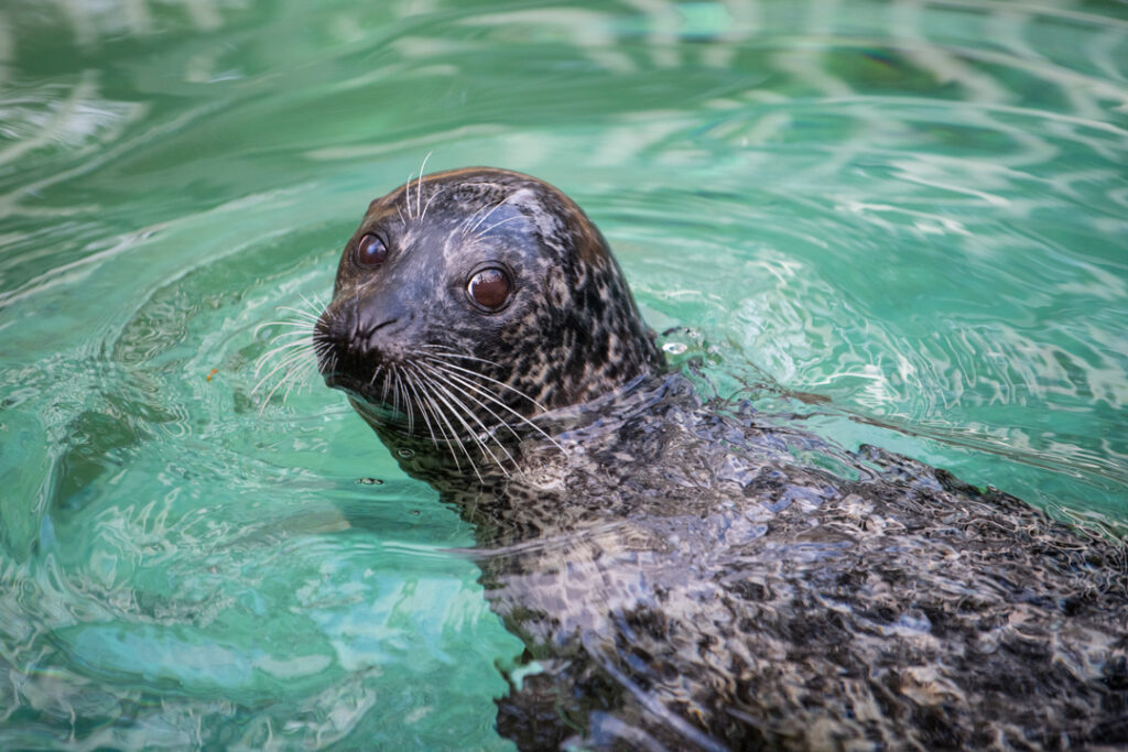 Harbor seal Riley