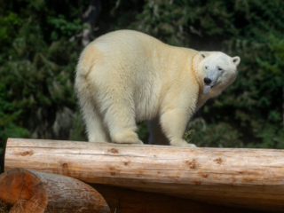 PolarBear04