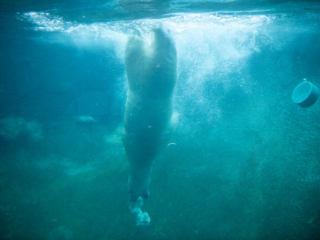 PolarBear09