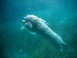PolarBear10