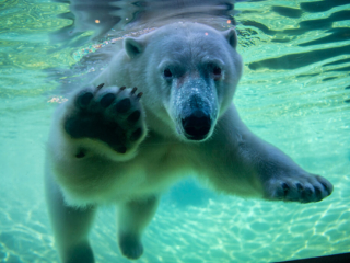 PolarBear36