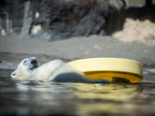 PolarBear46