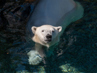 PolarBears02