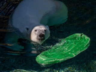 PolarBears03
