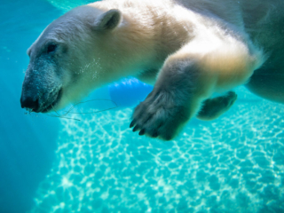 PolarBears18