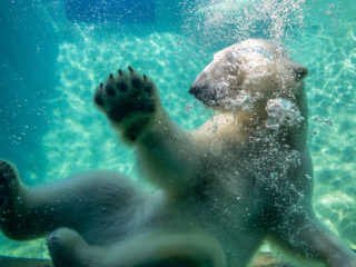 PolarBears19