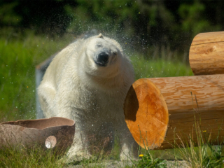 PolarBears23