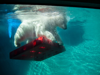 PolarBears31