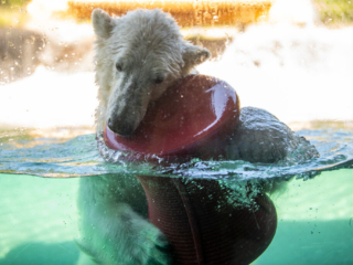 PolarBears40