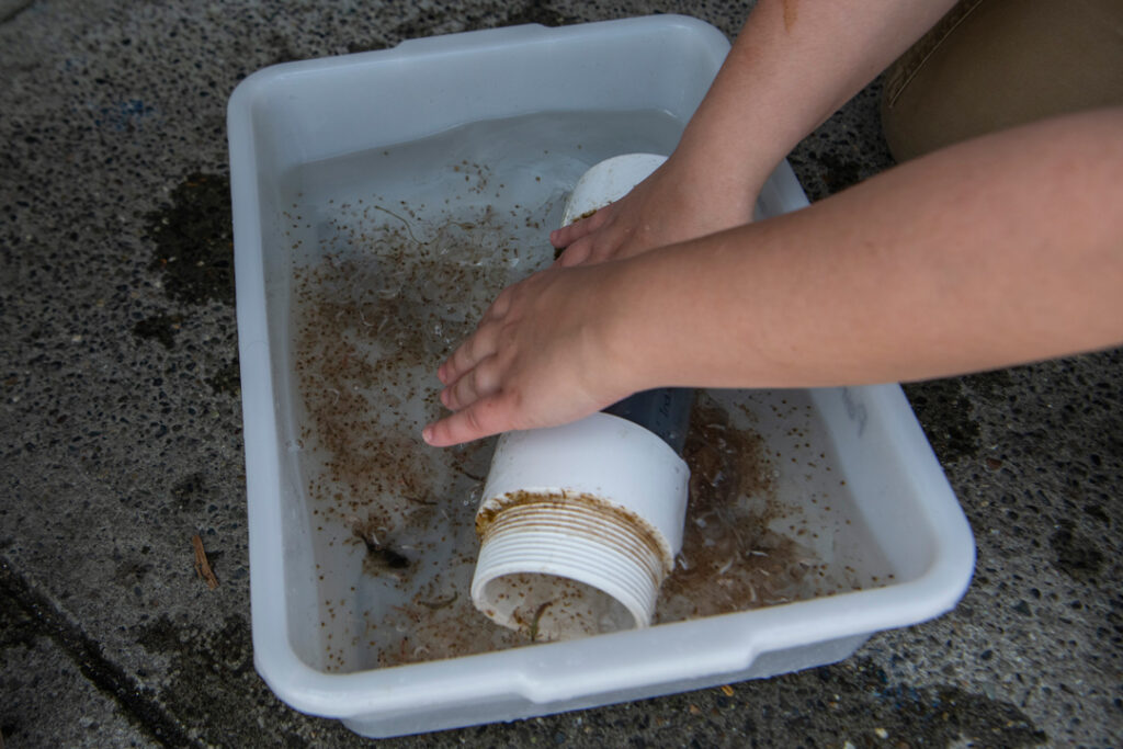 Larval crab monitoring 2025