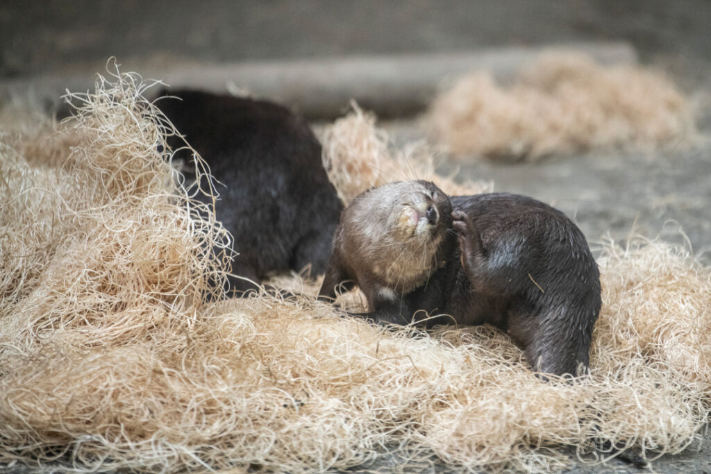 Sebastian and Pinto - Asian small clawed otter