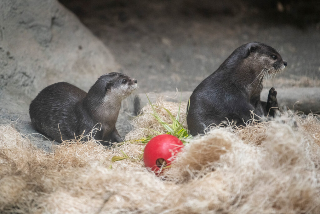 Sebastian and Pinto - Asian small clawed otter